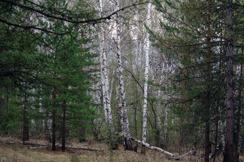 Фото В 2016 году клещи в Челябинской области стали более активными