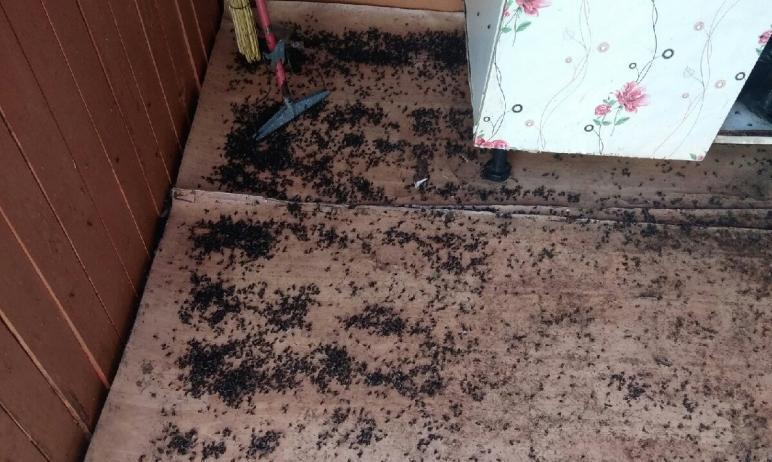 Фото Жители Кунашакского и Аргаяшского района жалуются на нашествие мух