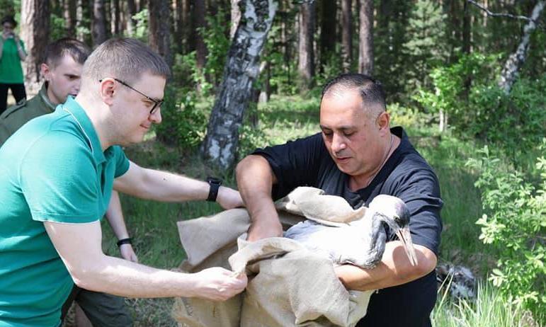 Фото Карен Даллакян – орнитологам и политологам: Оставьте в покое лебедя