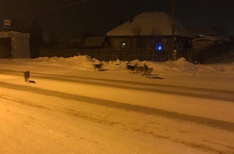Фото  В Аше свора бродячих псов атакует автомобилистов