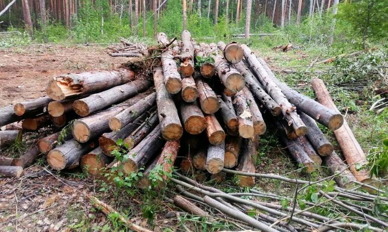Фото Рубки в челябинском бору оказались санитарными