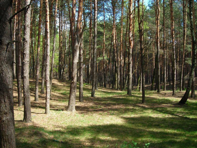 Фото Челябинцев приглашают на уборку городского бора