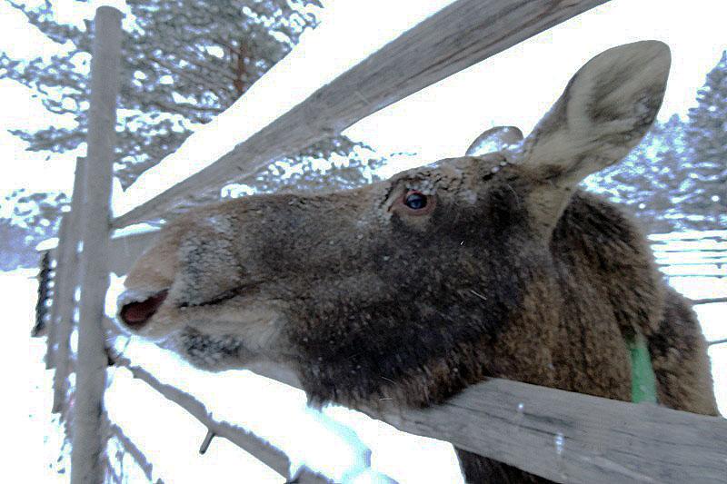 Фото Убивший лося браконьер загладил вину, купив для нацпарка «Зюраткуль» двух сохатых