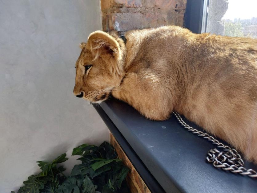 Фото В Челябинске львенка Симбу у хозяйки не заберут