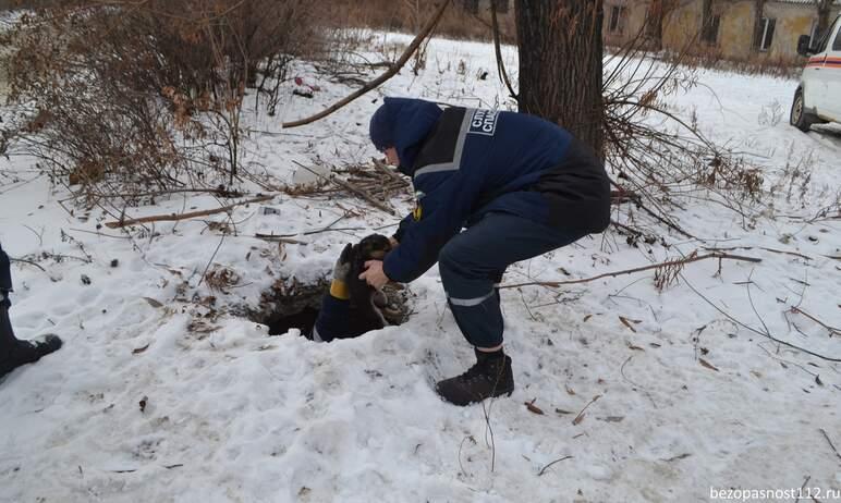 Фото В Челябинске в колодец, не имеющий крышки, провалились маленькие щенки