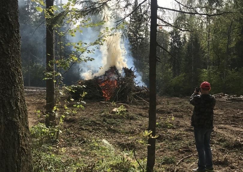 Фото Прокуратура проверит законность вырубки леса в Аше