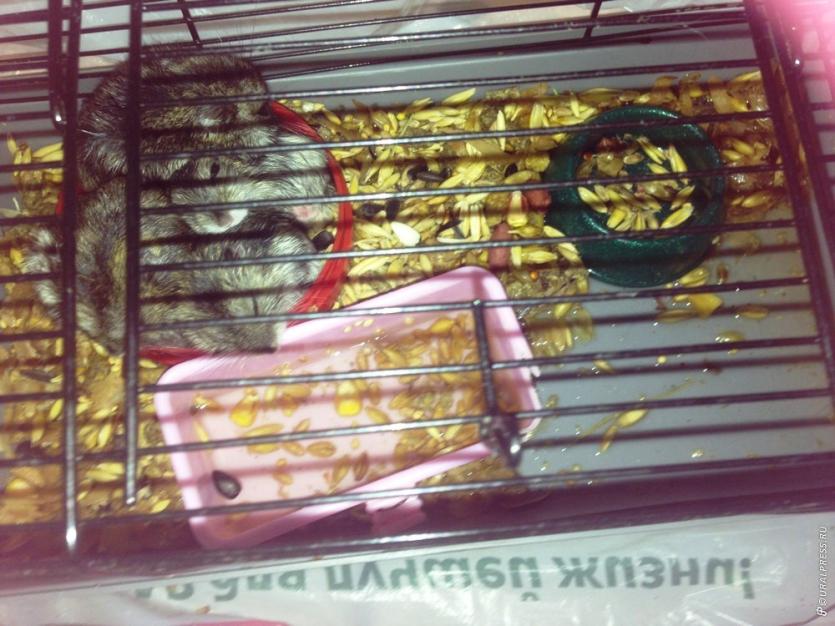 Фото В Челябинске к подъезду многоэтажки подкинули детенышей джунгарского хомячка