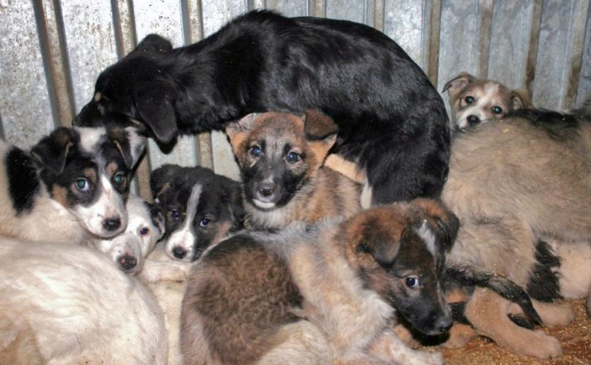 Фото В Челябинске нового исполнителя муниципального контракта на отлов животных назовут 14 января