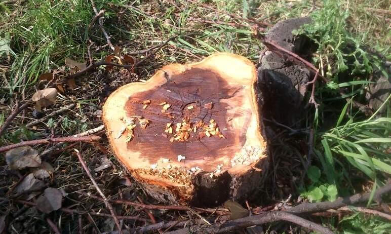 Фото Челябинские экоактивисты заявили о гибели деревьев в парке Дружбы, районные власти ответили