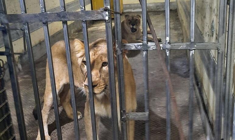 Фото В Копейске проверены условия содержания молодых львиц из цирка-шапито