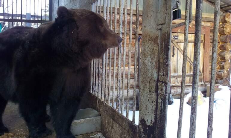 Фото Условия жизни косолапого Малыша из придорожного кафе проверили надзорные ведомства