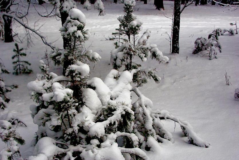 Фото В пятницу в Челябинской области морозно и снежно
