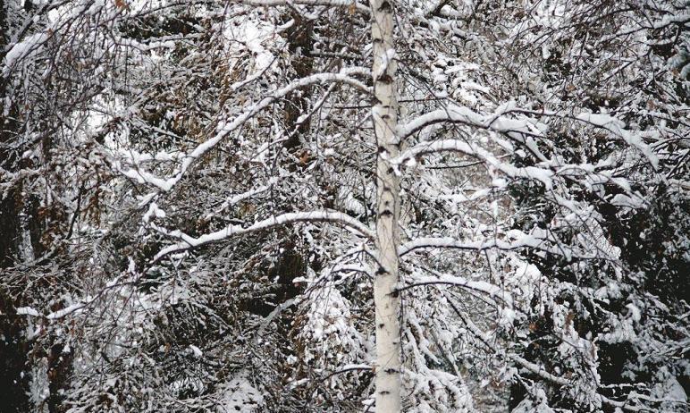 Фото В четверг в Челябинской области снег, метели, сильный ветер