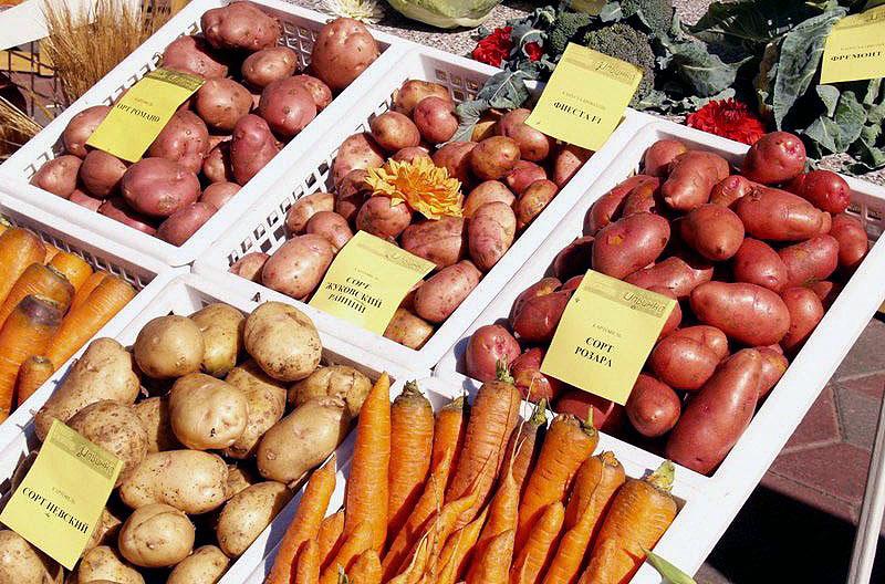 Фото В Челябинске продегустируют разные сорта картофеля