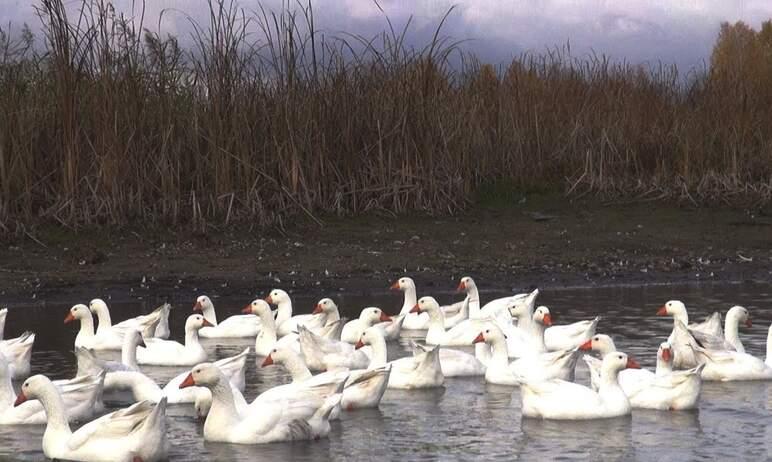 Фото В Кунашакском районе введен карантин по птичьему гриппу