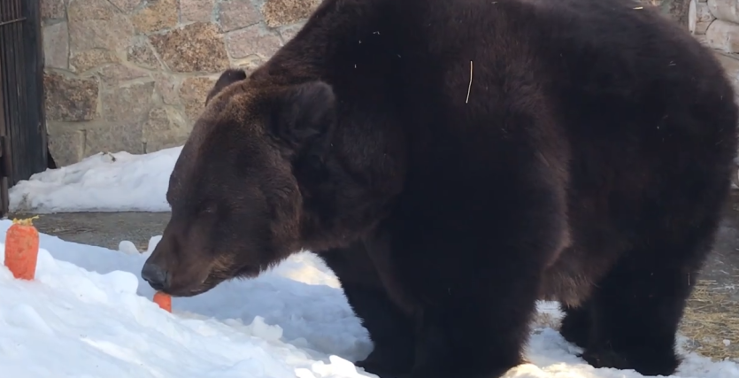 Фото Челябинские медведи проснулись в полном составе