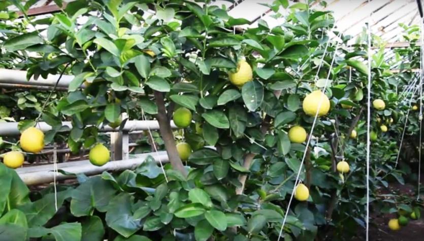 Фото В Челябинской области уничтожают уникальный лимонарий