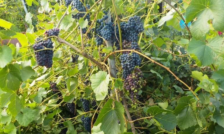 Фото Красивый и вкусный: в Южноуральске состоится праздник винограда