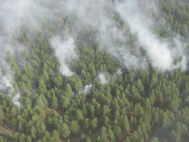 Фото В лесах Челябинской области введут особый режим пожарной опасности