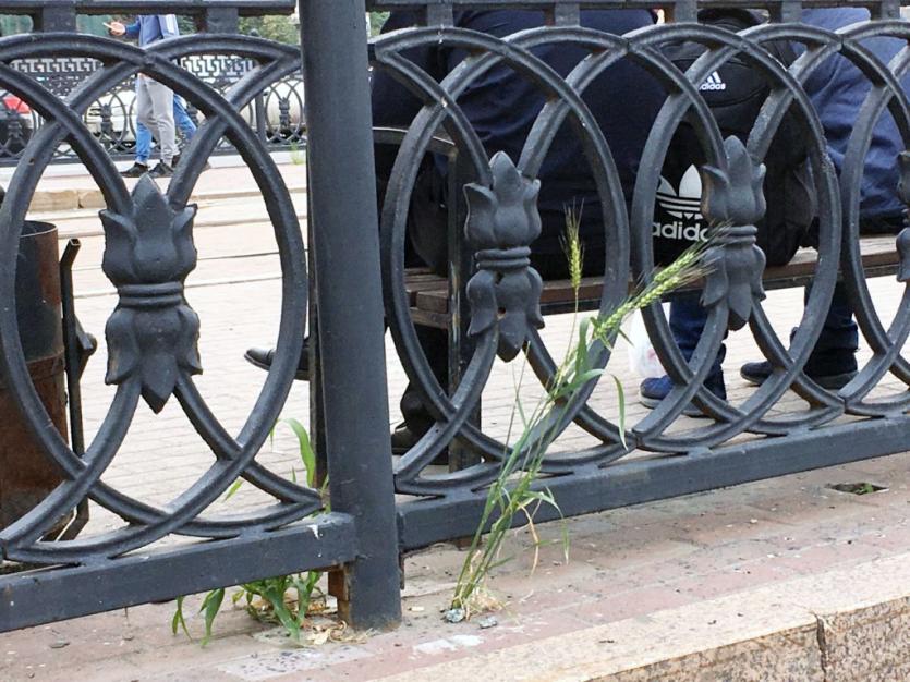 Фото В центре Челябинска колосятся зерновые