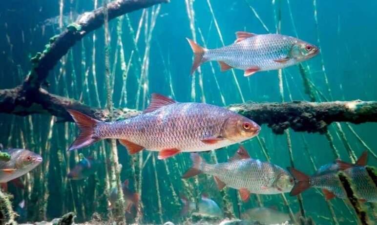 Фото Радиобиологи ЧелГУ нашли у рыб орган-дозиметр