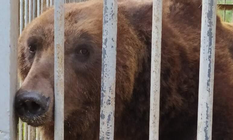 Фото В судьбе косолапого Малыша, живущего в вольере на трассе, ожидаются добрые перемены, но уже в 2022 году