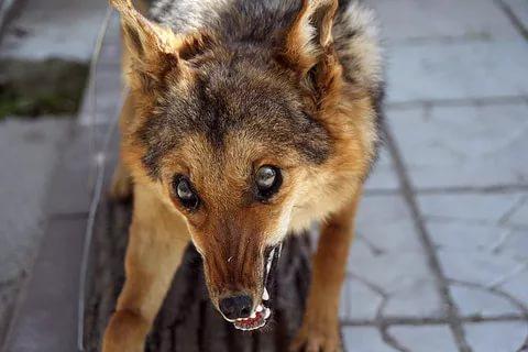 Фото В Коркинском районе бешеная домашняя собака покусала человека