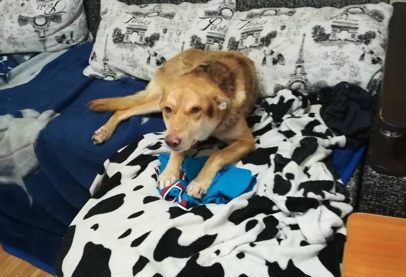 Фото Челябинский пес оправился после огнестрельного ранения и ищет хозяина