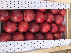 Фото Челябинские ветеринарные инспекторы запретили провоз через границу 18-ти тонн яблок