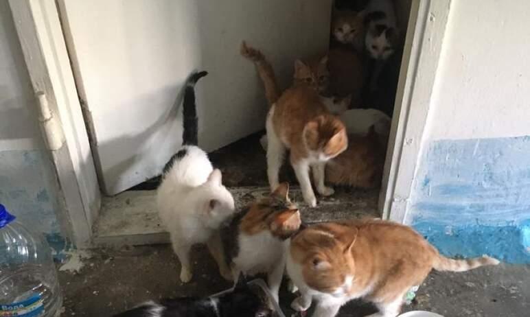 Фото Узники поневоле: в Челябинске срочно ищут новый дом лишившиеся хозяйки домашние кошки