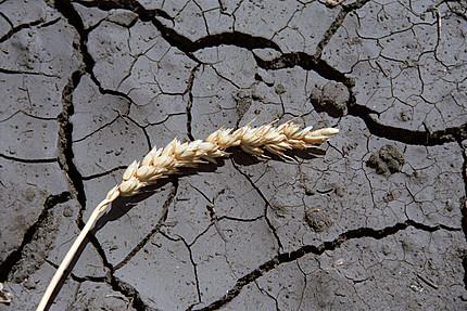 Фото Сельхозтоваропроизводителям выплатили последний транш по засухе