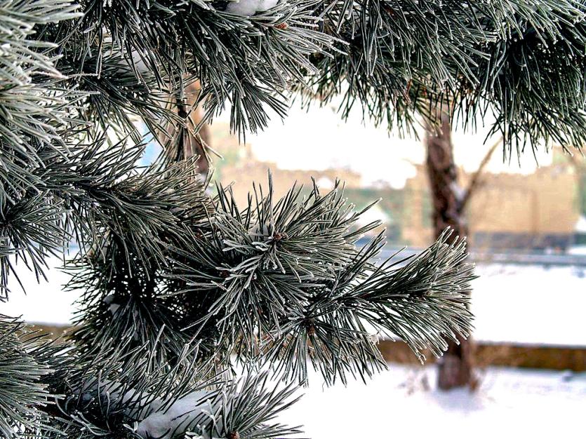 Фото Понедельник в Челябинской области теплый и снежный