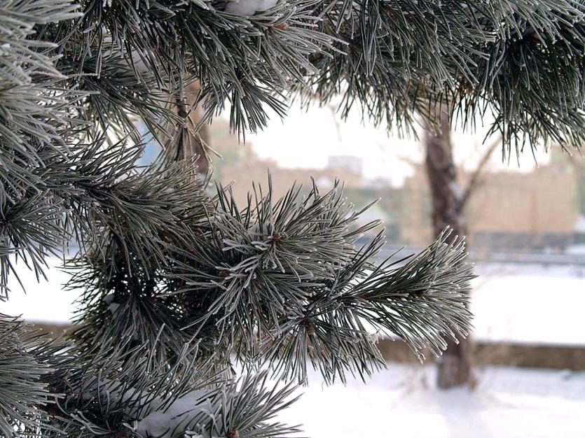 Фото Во вторник в Челябинской области небольшой снег, изморозь