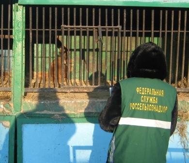 Фото Хозяева передвижного зоопарка привезли в Челябинск лысых и сопливых зверей