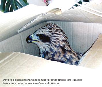 Фото В Челябинской области угнетенный коршун получил вольную 