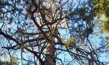 Фото Карагайская лиственница может стать главным деревом России