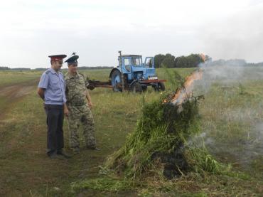 Фото Челябинские наркополицейские уничтожили более 1400 тонн наркотравы