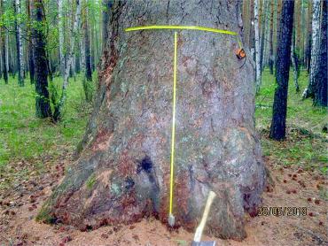 Фото  В лесничествах Челябинской области живут редкие для региона деревья
