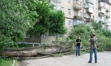 Фото В Челябинске тополь устроил ловушку автомобилистам