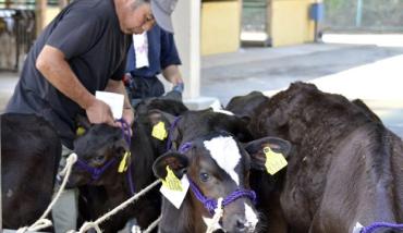 Фото Япония скупает радиоактивную говядину