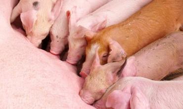 Фото В Коркино зафиксирована вспышка африканской чумы свиней
