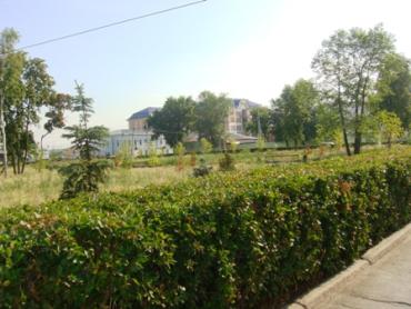 Фото Озеленение по конкурсу: бурьян у оперного театра