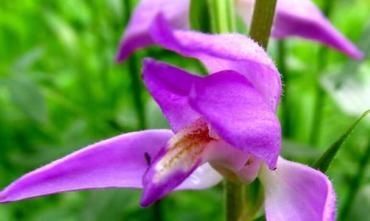 Фото На Таганае зацвела редкая орхидея – «обманщица»