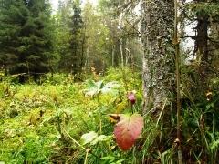 Фото В Челябинском городском бору завтра появится живая Аллея Памяти