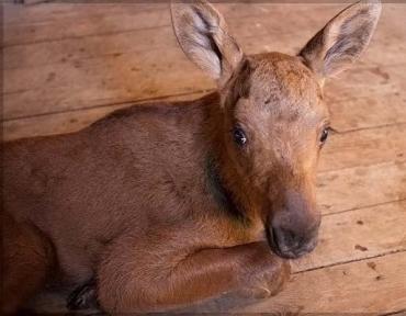 Фото Челябинский зоопарк взял на воспитание лосенка