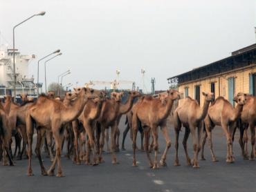 Фото Российские корабли будут базироваться в африканском порту Джибути 