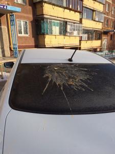 Фото В Магнитогорске неизвестные закидали автомобили куриными яйцами