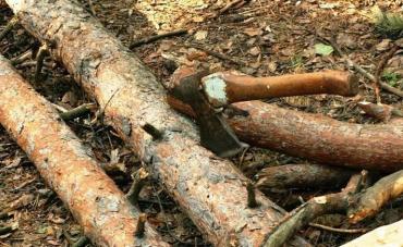 Фото В Кыштыме гражданин 15 лет незаконно рубил лес