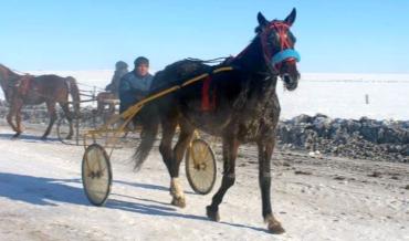 Фото В Челябинской области начинаются конные скачки, приуроченные к Дню защитника отечества