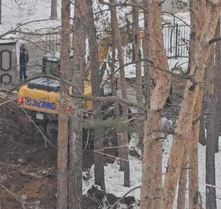 Фото Жители Сосновского района просят губернатора остановить застройщика, который губит сосны